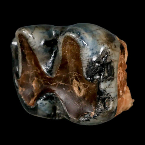 2.2" Rare Deinotherium Giganteum Fossil Tooth Miocene Deinothere Gracanica Bosnia COA - Fossil Age Minerals