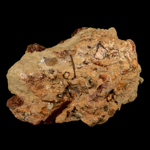 5.6" Edmontosaurus Fossil Bones And Tooth in Situ Lance Creek FM Dinosaur WY COA