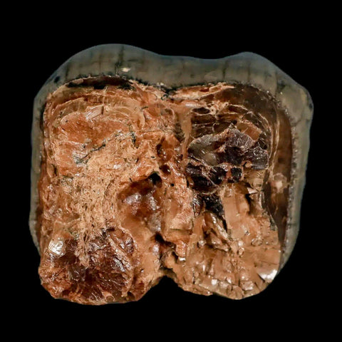 2.2" Rare Deinotherium Giganteum Fossil Tooth Miocene Deinothere Gracanica Bosnia COA - Fossil Age Minerals