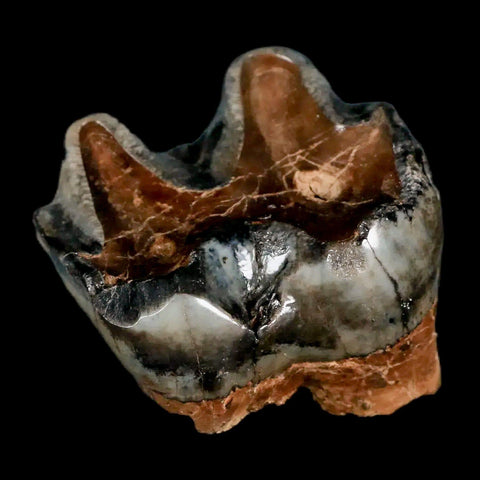 2.2" Rare Deinotherium Giganteum Fossil Tooth Miocene Deinothere Gracanica Bosnia COA - Fossil Age Minerals