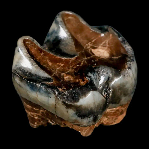 2.2" Rare Deinotherium Giganteum Fossil Tooth Miocene Deinothere Gracanica Bosnia COA - Fossil Age Minerals