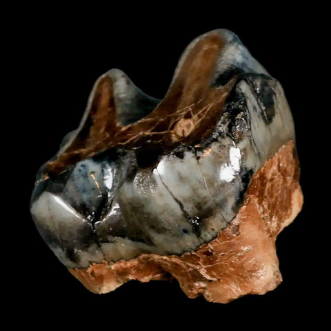 2.2" Rare Deinotherium Giganteum Fossil Tooth Miocene Deinothere Gracanica Bosnia COA - Fossil Age Minerals