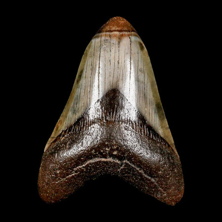 3.4" Quality Megalodon Shark Tooth Serrated Fossil Natural Miocene Age COA