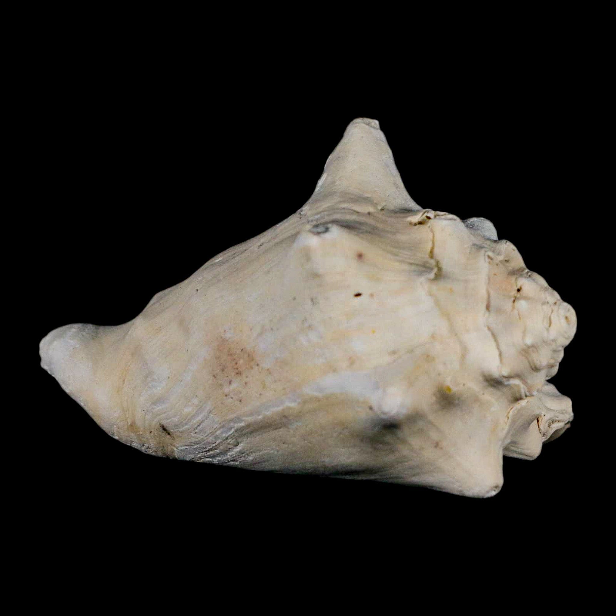 3.2" Strombus Bubonius Fossil Shell Gastropod Pliocene Age Almeria, Spain - Fossil Age Minerals