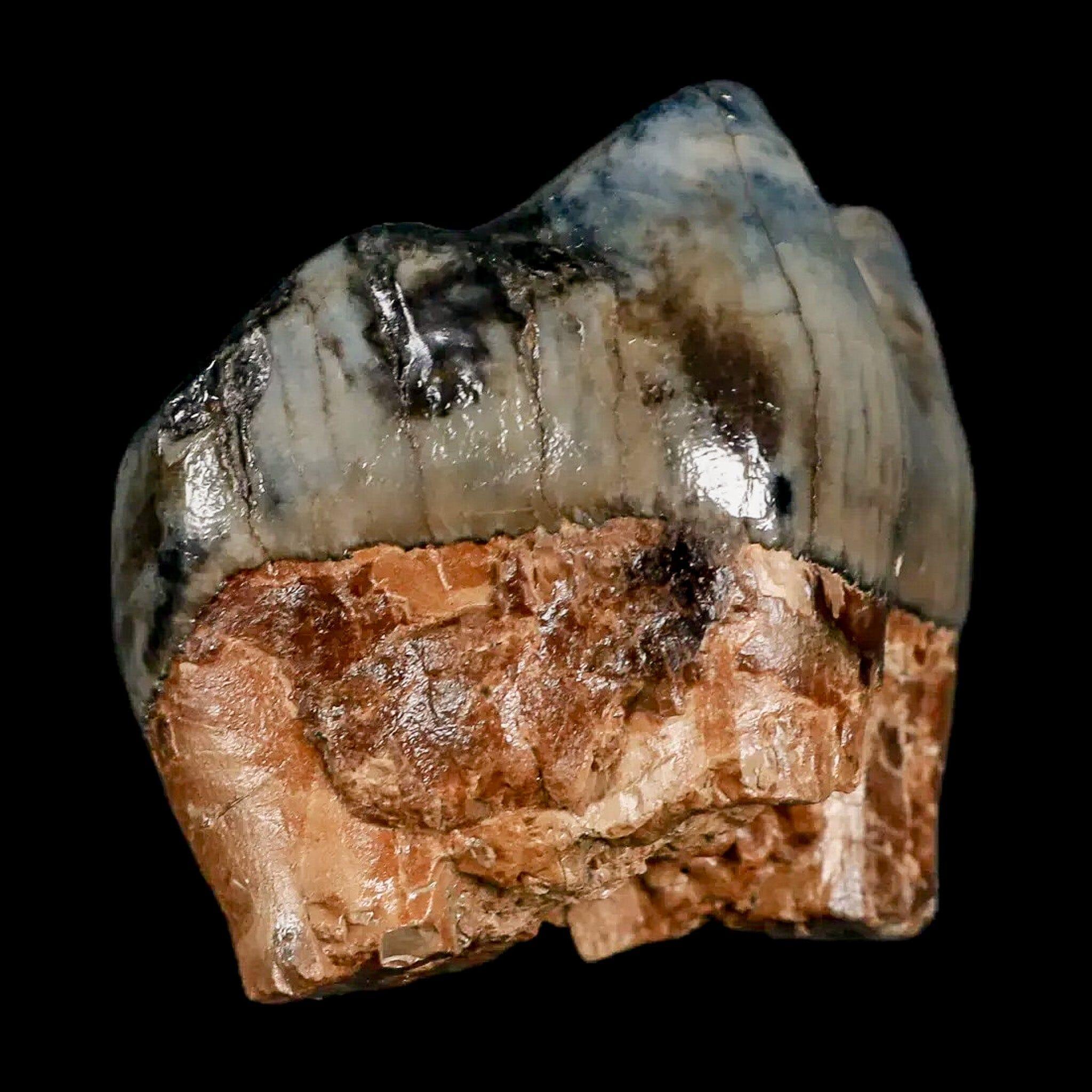 2.2" Rare Deinotherium Giganteum Fossil Tooth Miocene Deinothere Gracanica Bosnia COA - Fossil Age Minerals