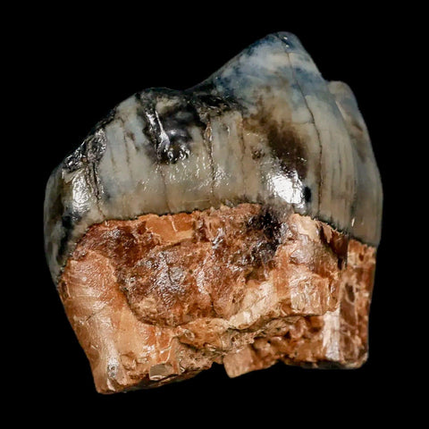 2.2" Rare Deinotherium Giganteum Fossil Tooth Miocene Deinothere Gracanica Bosnia COA - Fossil Age Minerals