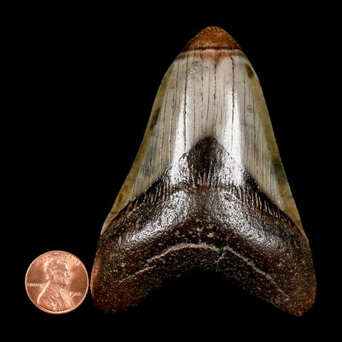 3.4" Quality Megalodon Shark Tooth Serrated Fossil Natural Miocene Age COA