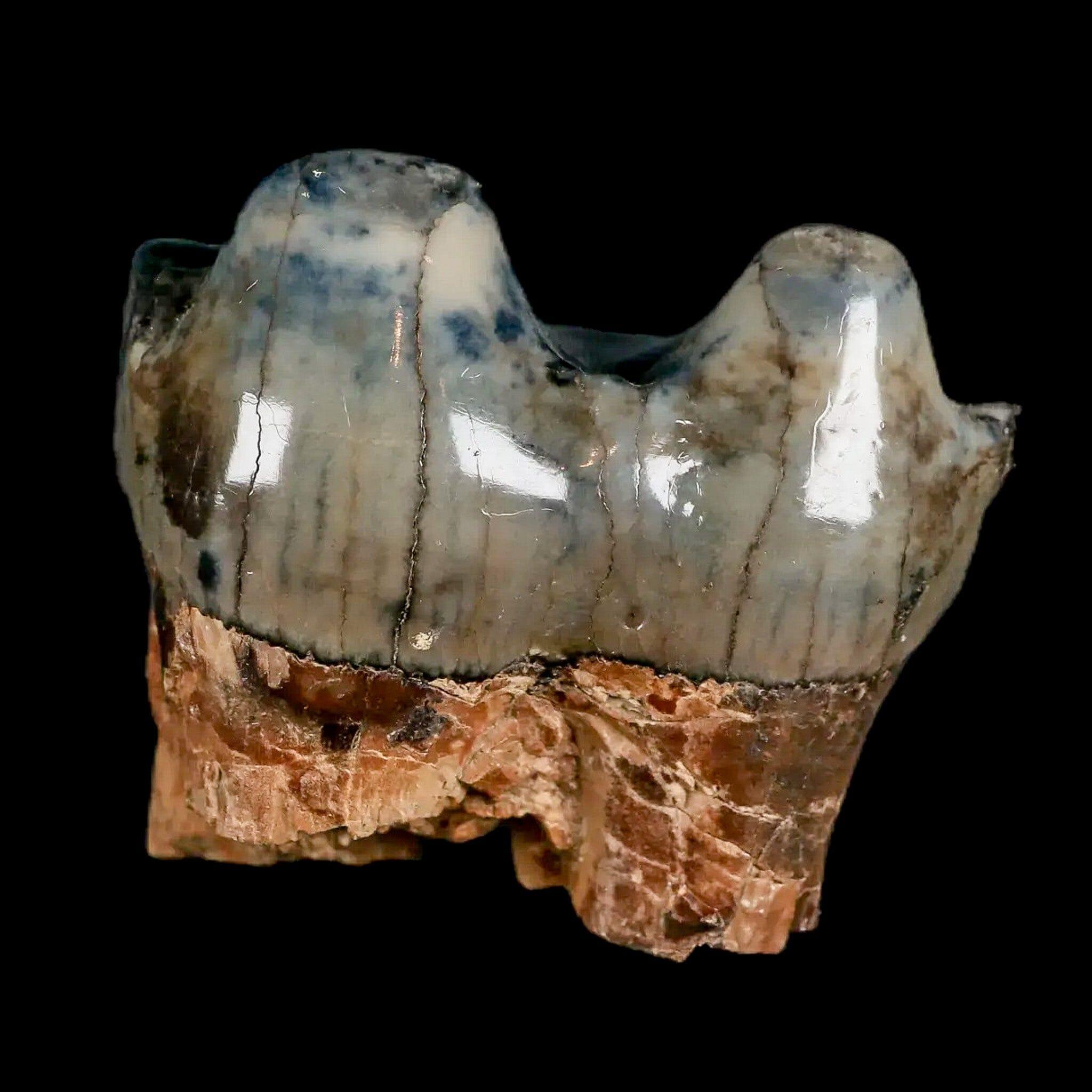 2.2" Rare Deinotherium Giganteum Fossil Tooth Miocene Deinothere Gracanica Bosnia COA - Fossil Age Minerals