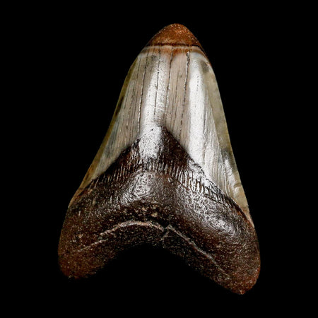 3.4" Quality Megalodon Shark Tooth Serrated Fossil Natural Miocene Age COA