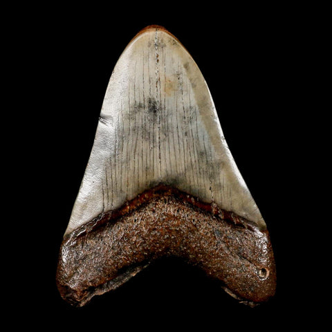 3.4" Quality Megalodon Shark Tooth Serrated Fossil Natural Miocene Age COA