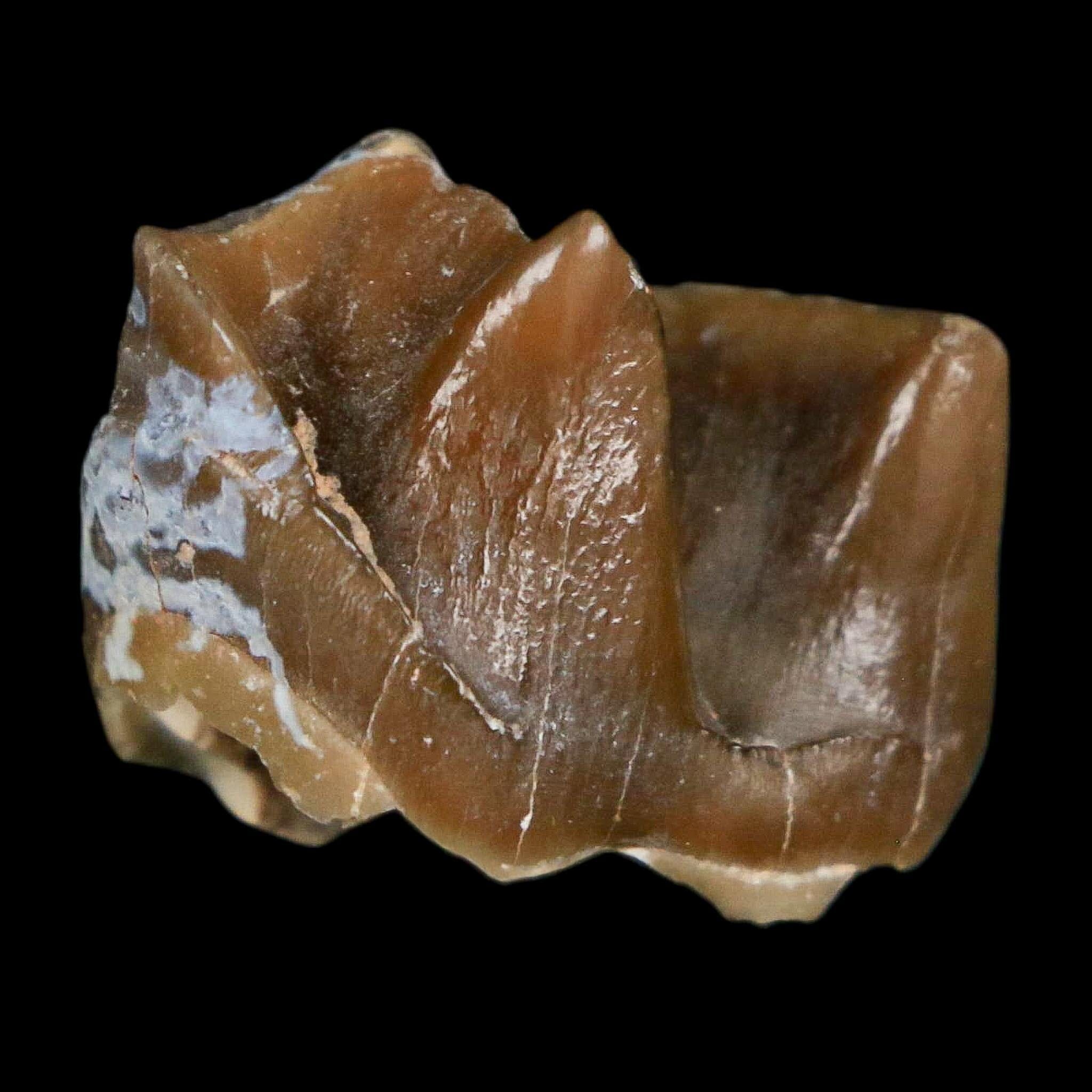 0.9" Running Rhino Hyracodon Nebrascensis Fossil Tooth South Dakota Badlands COA - Fossil Age Minerals