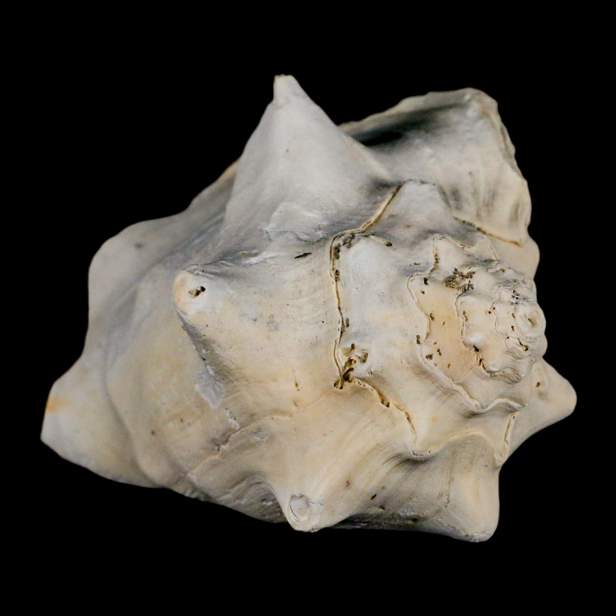 3.2" Strombus Bubonius Fossil Shell Gastropod Pliocene Age Almeria, Spain - Fossil Age Minerals