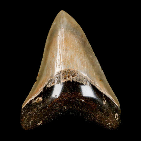 2.8" Quality Megalodon Shark Tooth Serrated Fossil Natural Miocene Age COA