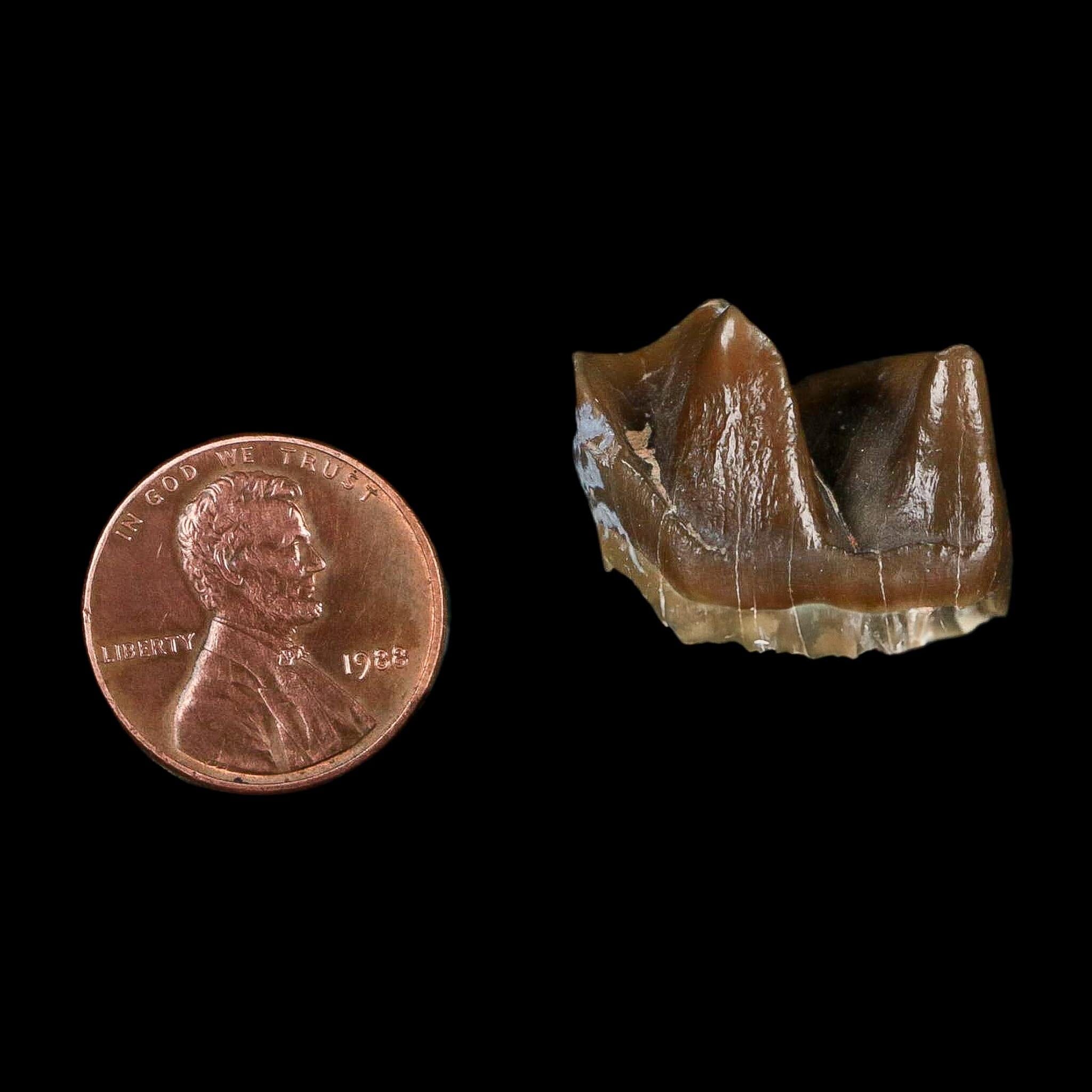 0.9" Running Rhino Hyracodon Nebrascensis Fossil Tooth South Dakota Badlands COA - Fossil Age Minerals