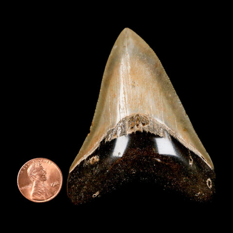 2.8" Quality Megalodon Shark Tooth Serrated Fossil Natural Miocene Age COA