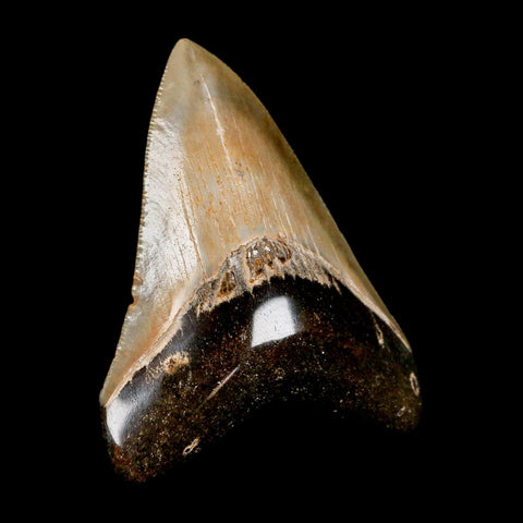 2.8" Quality Megalodon Shark Tooth Serrated Fossil Natural Miocene Age COA