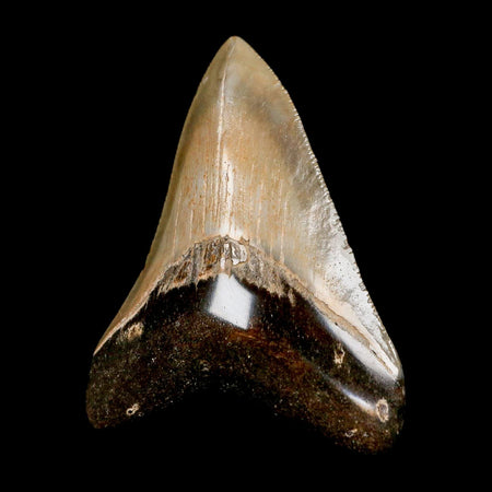 2.8" Quality Megalodon Shark Tooth Serrated Fossil Natural Miocene Age COA