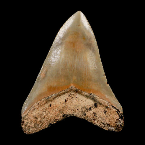 2.8" Quality Megalodon Shark Tooth Serrated Fossil Natural Miocene Age COA
