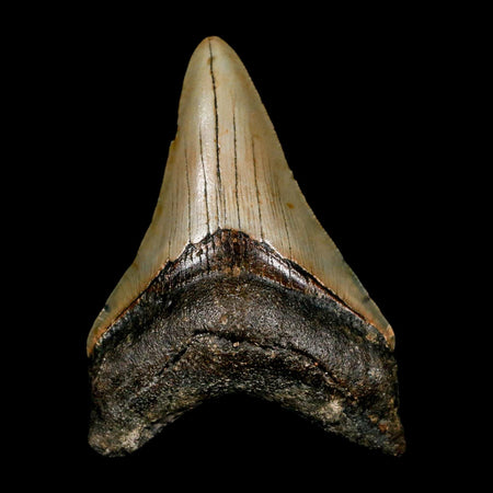 2.9" Quality Megalodon Shark Tooth Serrated Fossil Natural Miocene Age COA