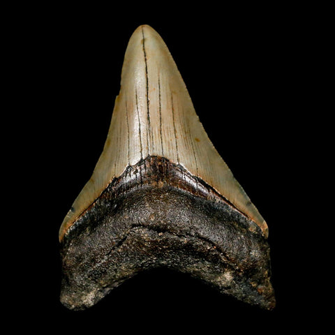2.9" Quality Megalodon Shark Tooth Serrated Fossil Natural Miocene Age COA
