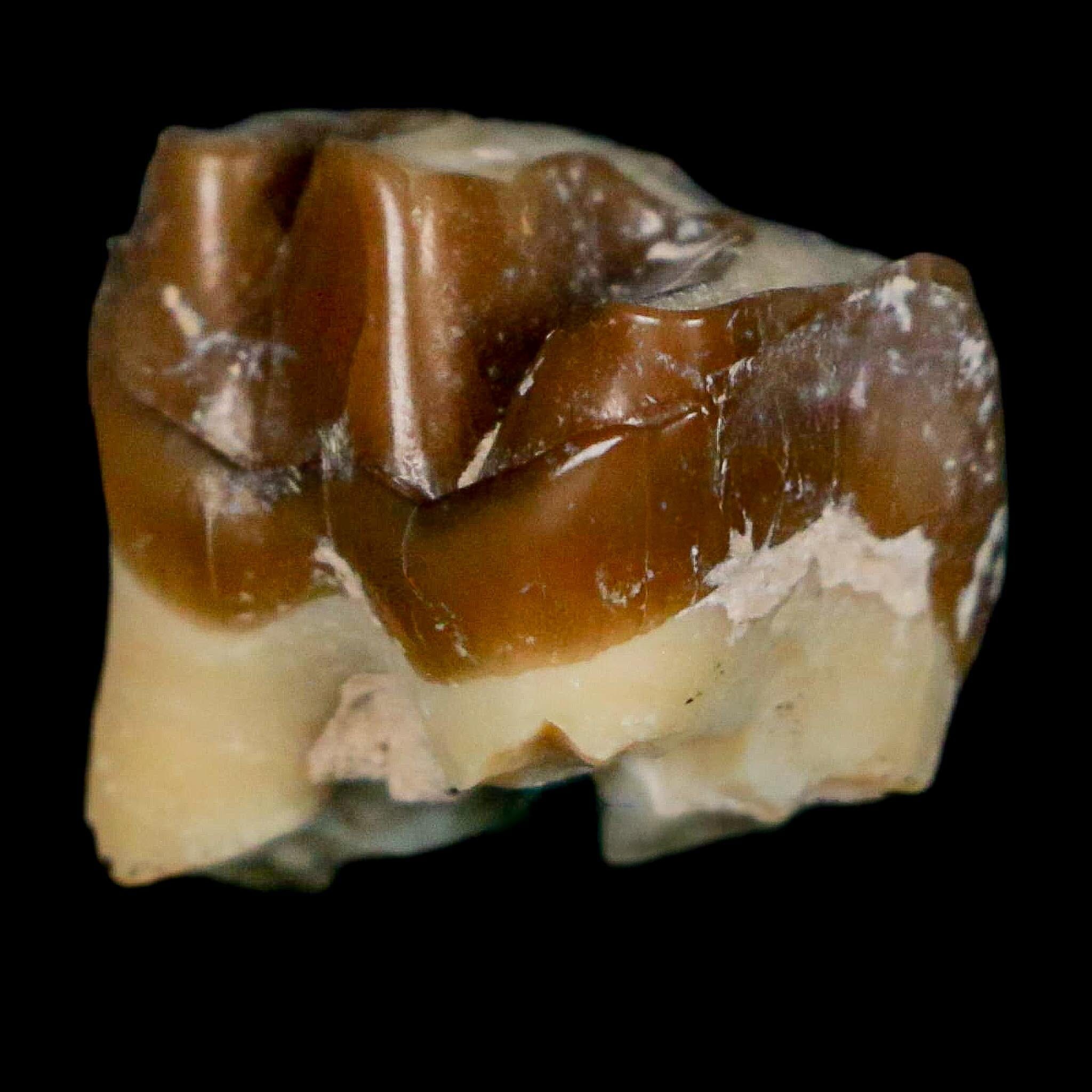 0.7" Running Rhino Hyracodon Nebrascensis Fossil Tooth South Dakota Badlands COA - Fossil Age Minerals