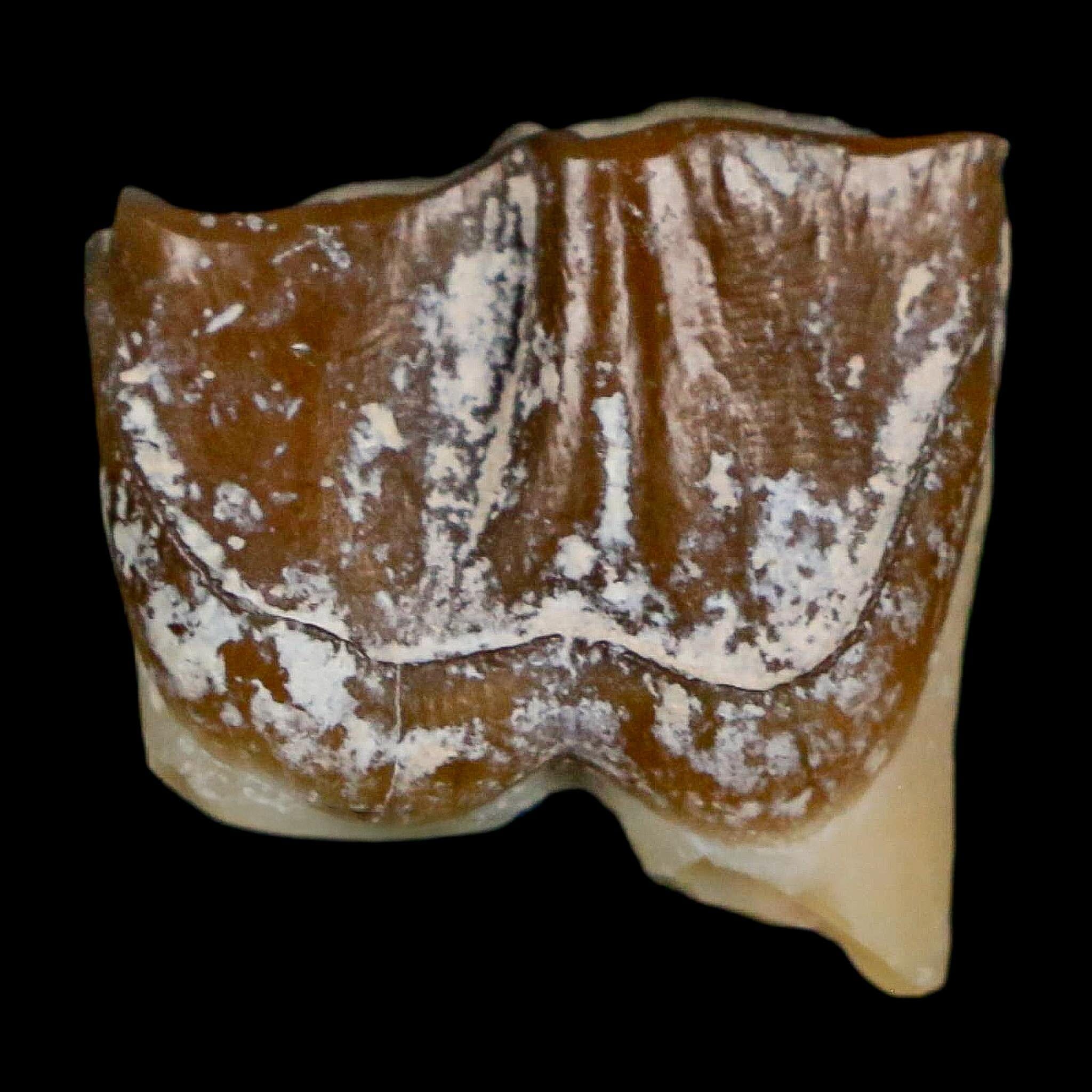 0.7" Running Rhino Hyracodon Nebrascensis Fossil Tooth South Dakota Badlands COA - Fossil Age Minerals