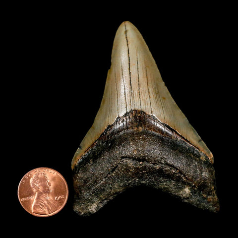 2.9" Quality Megalodon Shark Tooth Serrated Fossil Natural Miocene Age COA