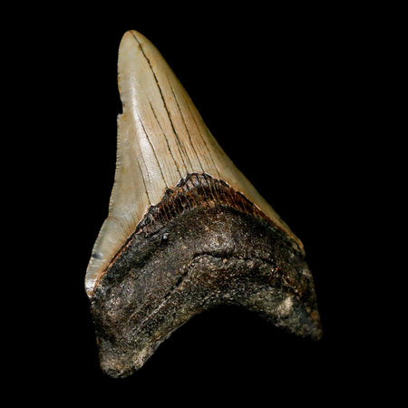 2.9" Quality Megalodon Shark Tooth Serrated Fossil Natural Miocene Age COA