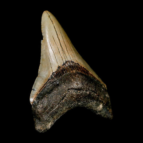 2.9" Quality Megalodon Shark Tooth Serrated Fossil Natural Miocene Age COA