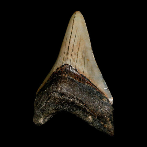 2.9" Quality Megalodon Shark Tooth Serrated Fossil Natural Miocene Age COA