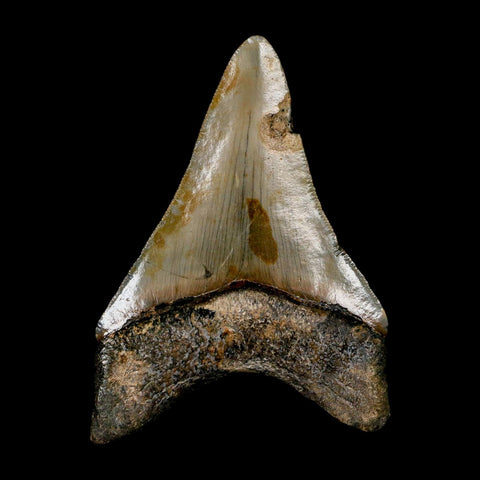 2.9" Quality Megalodon Shark Tooth Serrated Fossil Natural Miocene Age COA
