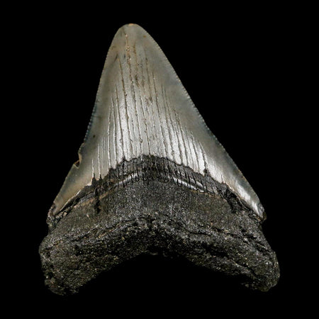 2.8" Quality Megalodon Shark Tooth Serrated Fossil Natural Miocene Age COA