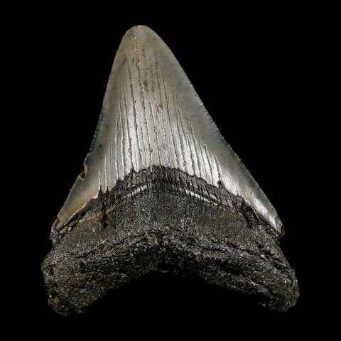 2.8" Quality Megalodon Shark Tooth Serrated Fossil Natural Miocene Age COA
