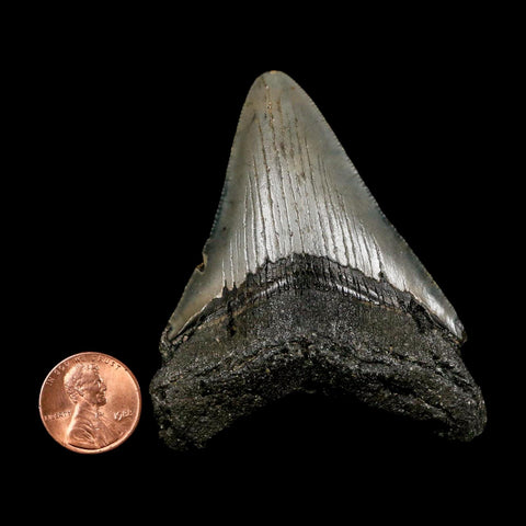 2.8" Quality Megalodon Shark Tooth Serrated Fossil Natural Miocene Age COA