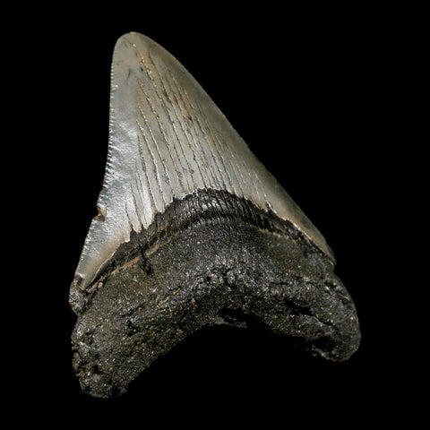 2.8" Quality Megalodon Shark Tooth Serrated Fossil Natural Miocene Age COA