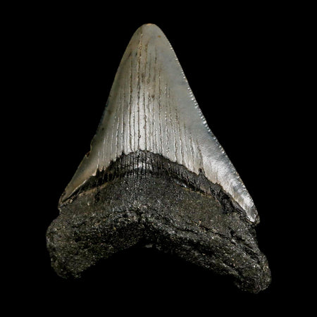 2.8" Quality Megalodon Shark Tooth Serrated Fossil Natural Miocene Age COA