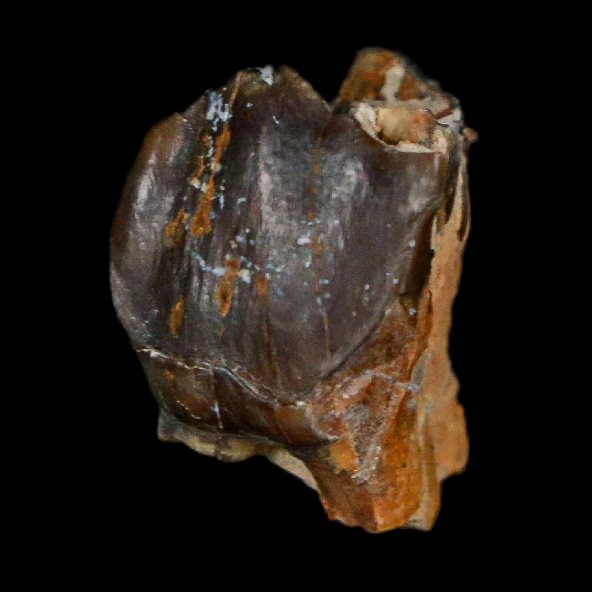 0.7" Running Rhino Hyracodon Nebrascensis Fossil Tooth South Dakota Badlands COA - Fossil Age Minerals