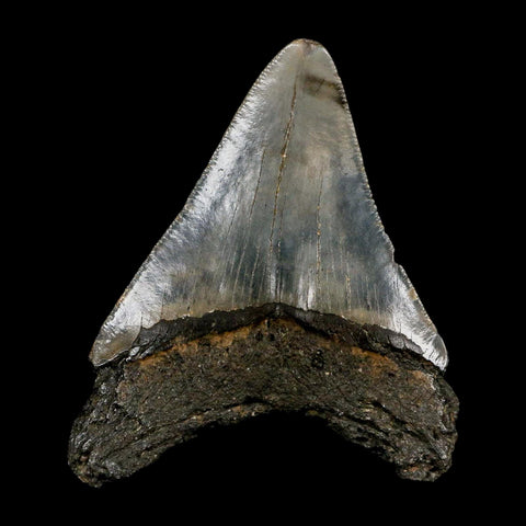 2.8" Quality Megalodon Shark Tooth Serrated Fossil Natural Miocene Age COA