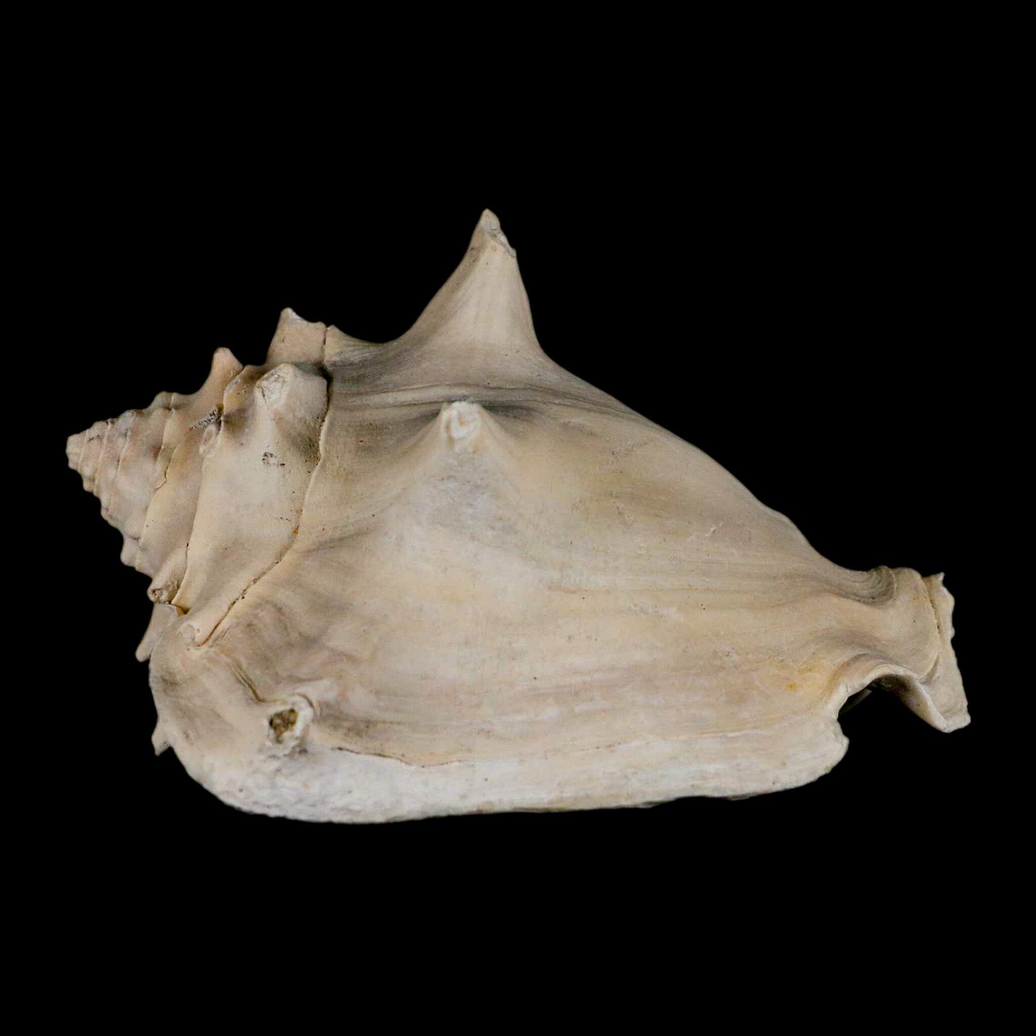 3.6" Strombus Bubonius Fossil Shell Gastropod Pliocene Age Almeria, Spain - Fossil Age Minerals