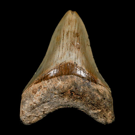 3.1" Quality Megalodon Shark Tooth Serrated Fossil Natural Miocene Age COA