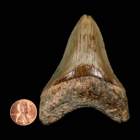 3.1" Quality Megalodon Shark Tooth Serrated Fossil Natural Miocene Age COA