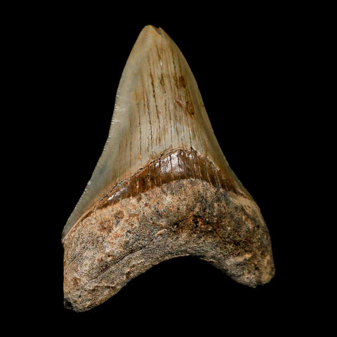 3.1" Quality Megalodon Shark Tooth Serrated Fossil Natural Miocene Age COA