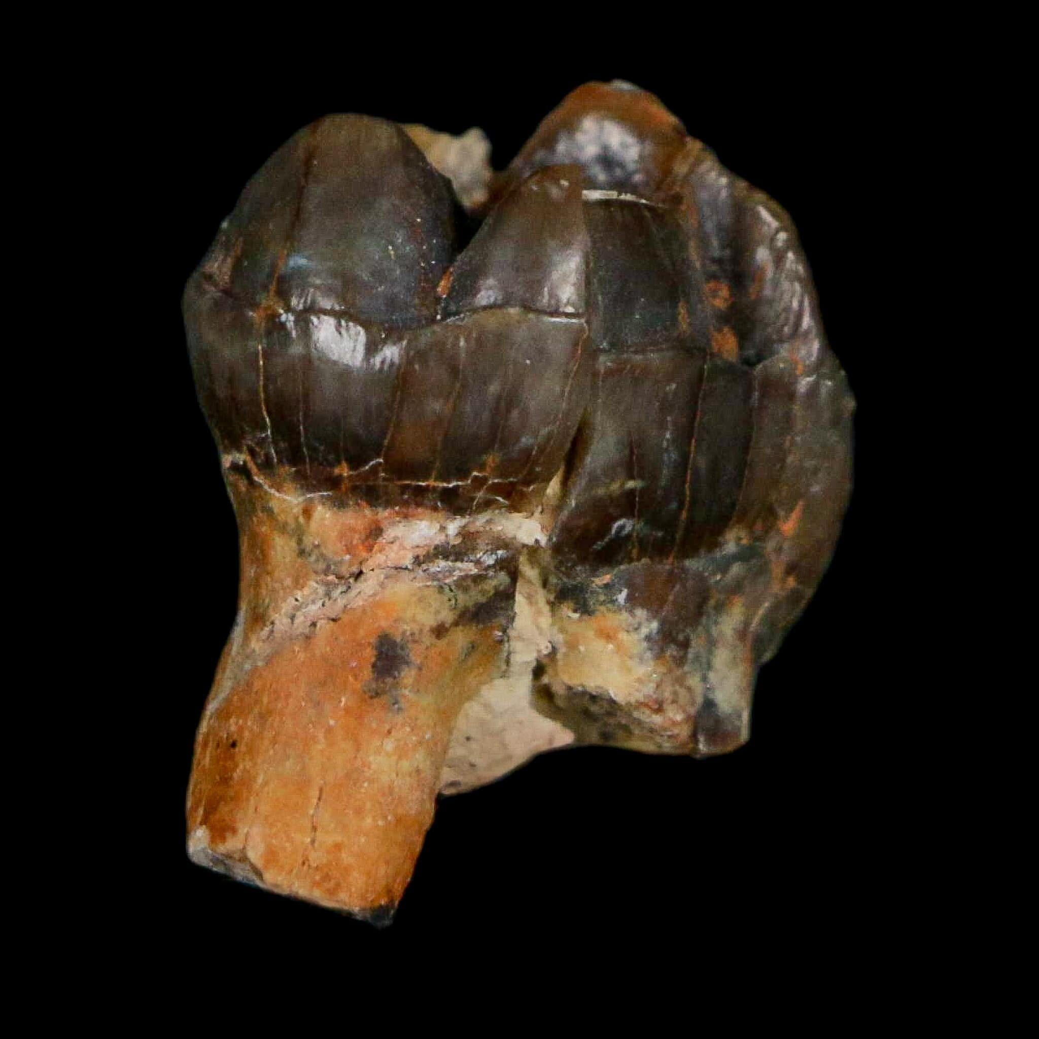0.7" Running Rhino Hyracodon Nebrascensis Fossil Tooth South Dakota Badlands COA - Fossil Age Minerals