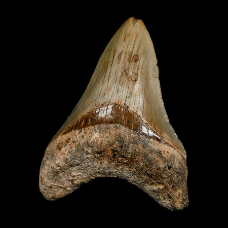 3.1" Quality Megalodon Shark Tooth Serrated Fossil Natural Miocene Age COA