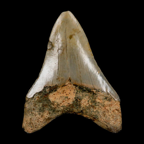 3.1" Quality Megalodon Shark Tooth Serrated Fossil Natural Miocene Age COA