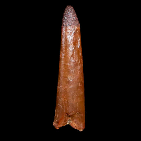 1" Pterosaur Coloborhynchus Fossil Tooth Upper Cretaceous Morocco COA & Display - Fossil Age Minerals