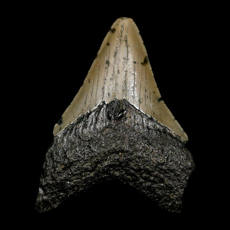 2.8" Quality Megalodon Shark Tooth Serrated Fossil Natural Miocene Age COA