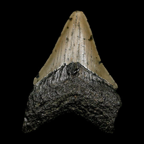 2.8" Quality Megalodon Shark Tooth Serrated Fossil Natural Miocene Age COA