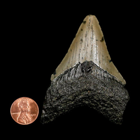 2.8" Quality Megalodon Shark Tooth Serrated Fossil Natural Miocene Age COA