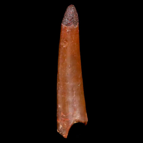 1" Pterosaur Coloborhynchus Fossil Tooth Upper Cretaceous Morocco COA & Display - Fossil Age Minerals